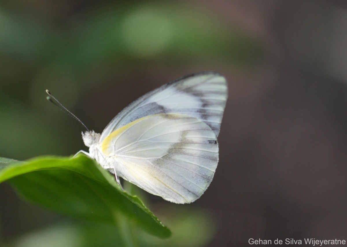 Appias libythea Fabricius, 1775